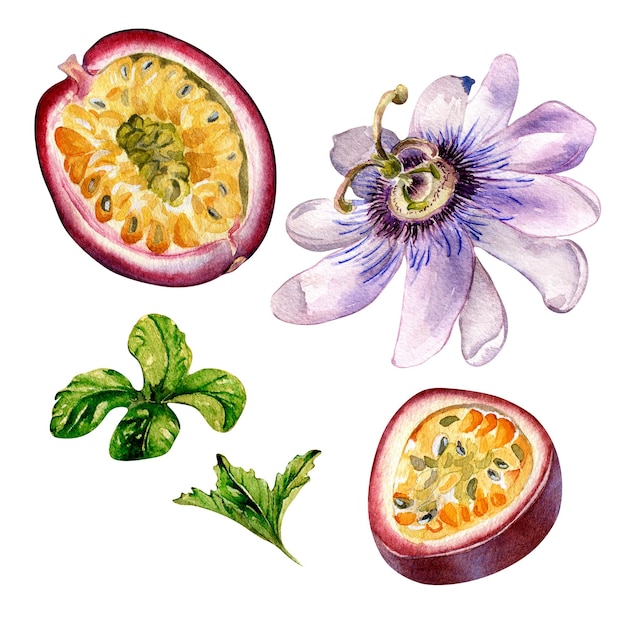 Maracujaminzblätter und Blumenaquarellillustration lokalisiert auf Weiß