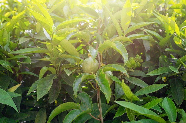 Maracuyá de fruta de la pasión que crece en el árbol en el jardín belleza día de verano