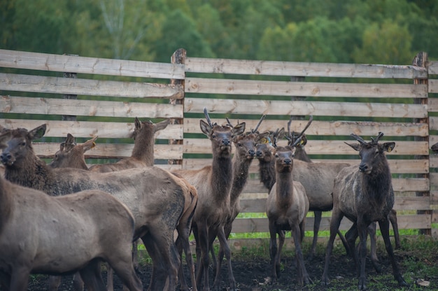 Marals auf dem Bauernhof in Altai