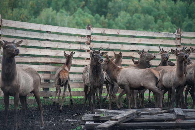 Marals auf dem Bauernhof in Altai