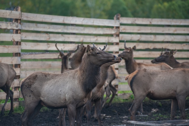 Marals auf dem Bauernhof