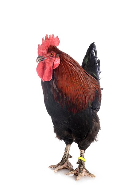 Marans Hahn auf weißem Hintergrund