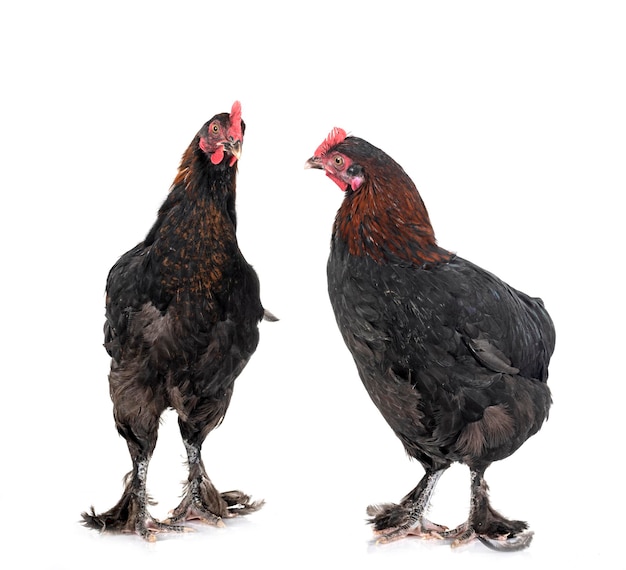 Marans-Huhn vor weißem Hintergrund