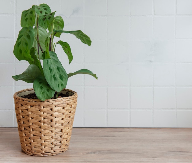 Maranta leuconeura Kerchoveana im Topf auf dem Tisch, Zimmerpflanze