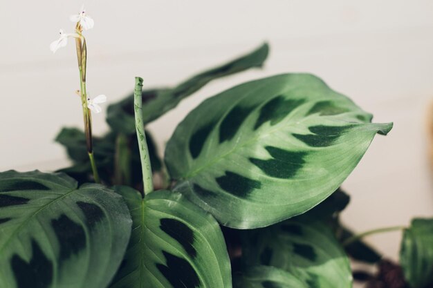 Maranta planta Maranta leuconeura flor y hojas exóticas hermosa planta de interior en una habitación moderna Decoración verde del hogar