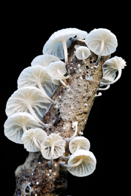 Marasmiellus candidus em um galho seco em um fundo preto