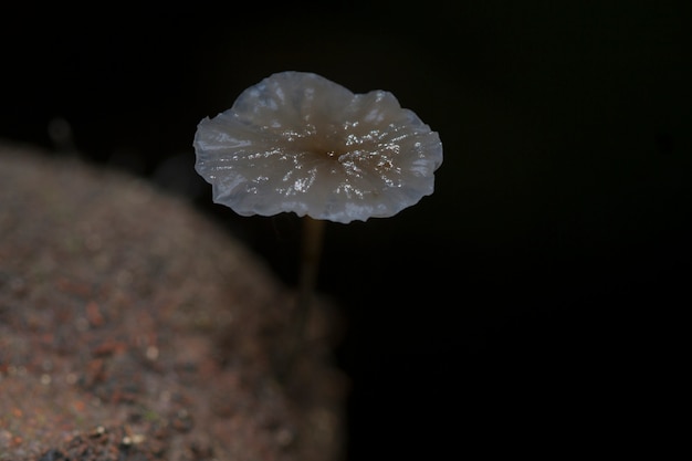 Marasmius cogumelo em uma madeira