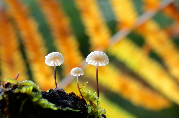 Marasmius sp, un hongo delicado que crece en los bosques