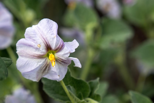 Maravilhas botânicas em macro Explorando flores e plantas Solanum subg Leptostemonum