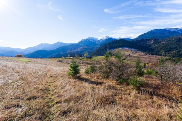 Maravilhosa bela paisagem com floresta de montanhas e prado com árvores nas montanhas dos Cárpatos Ucrânia