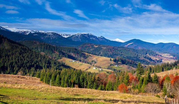 Maravilhosa bela paisagem com floresta de montanhas e prado com árvores nas montanhas dos Cárpatos Ucrânia