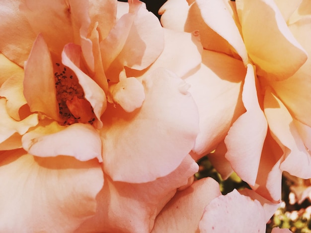 Foto maravilhosa flor rosa desabrochando no fundo da beleza floral do pôr do sol