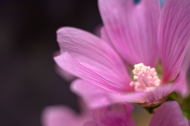 Maravilhosa flor rosa. Malva close-up. Conceito natural