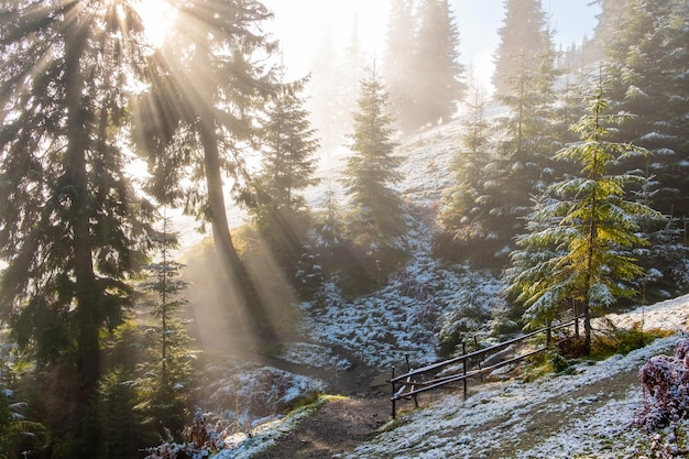 Maravilhosa floresta de outono nebulosa com raios de sol de neve derretendo passando pela névoa da manhã