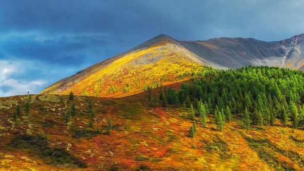 Maravilhosa paisagem alpina de outono com floresta de abetos verdes no sopé da montanha rochosa no sol. Cenário montanhoso heterogêneo com rochas cinzentas em cores douradas do outono. Outono nas montanhas. Luz do sol brilhante.