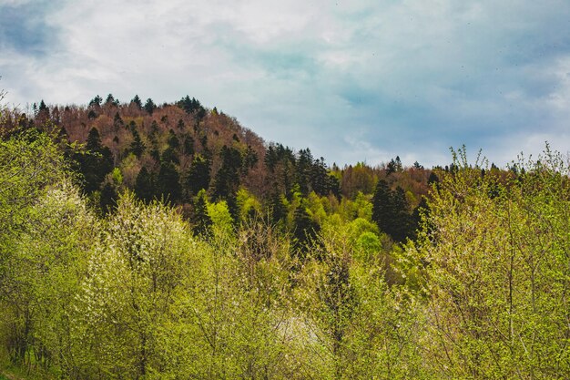 Maravilhosa paisagem de primavera nas montanhas com árvores floridas