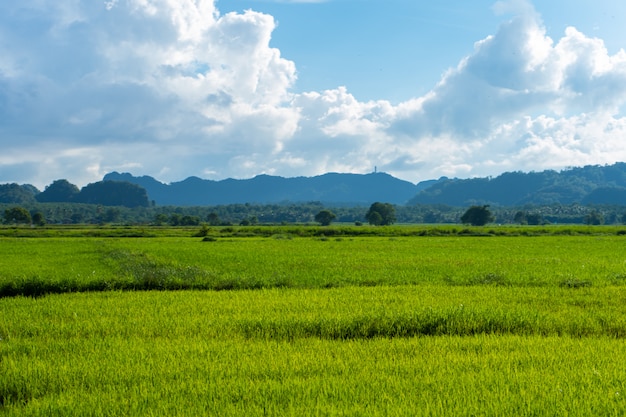 Maravilhosa paisagem natural da ásia. vista de campos verdes de arroz e montanhas.