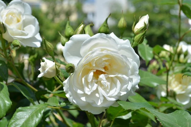 Maravilhosa rosa branca pálida em um jardim de verão