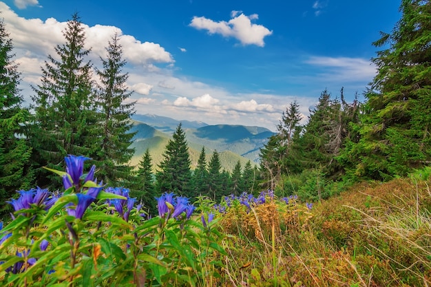 Maravilhosa vista da paisagem com montanhas Cárpatos. Flores azuis em primeiro plano.