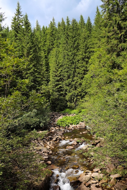 Maravilhosa vista do rio de montanha rodeado por floresta de coníferas Cárpatos Ucrânia