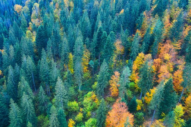 Maravilhosa vista superior da floresta de outono Fundo natural abstrato
