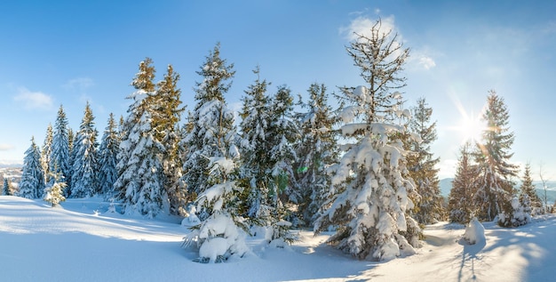 Maravilhosamente majestosa paisagem de inverno brilhando pela luz solar Cena invernal Cárpatos Ucrânia Europa Mundo da beleza Feliz Ano Novo