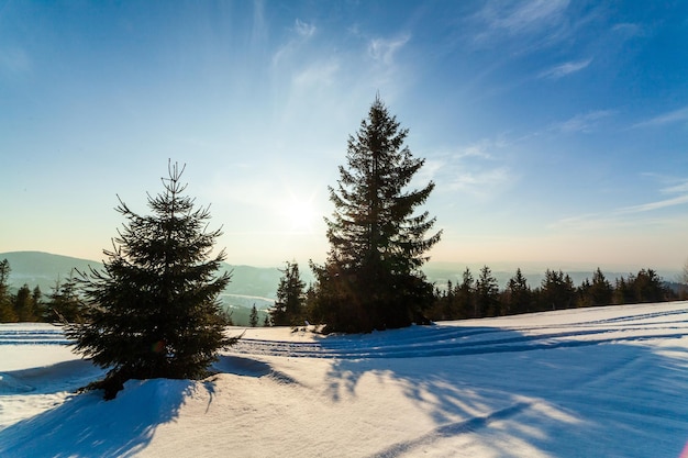 Maravilhosamente majestosa paisagem de inverno brilhando pela luz solar cena invernal cárpatos ucrânia europa mundo da beleza feliz ano novo