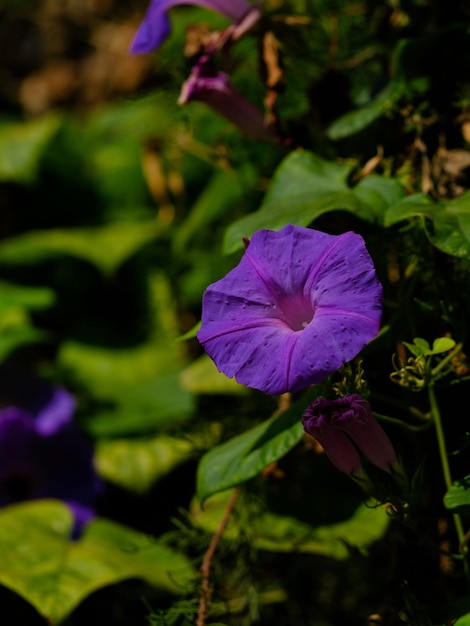 Maravilhosas flores roxas na natureza