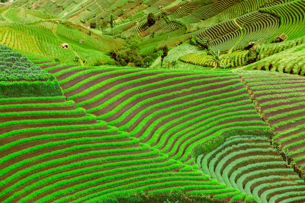 Maravilhosas terras verdes com sistema de terraços