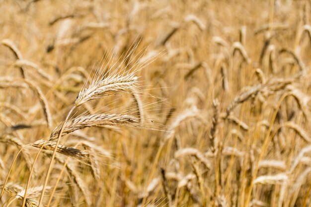 Maravilhoso campo de espigas de trigo amarelas prontas para serem colhidas no verão