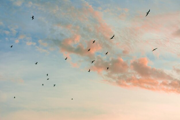 Maravilhoso céu e nuvem com pássaros voando