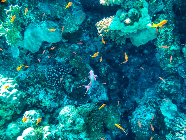 Foto maravilhoso e belo mundo subaquático com corais e peixes tropicais. mergulho no mar vermelho