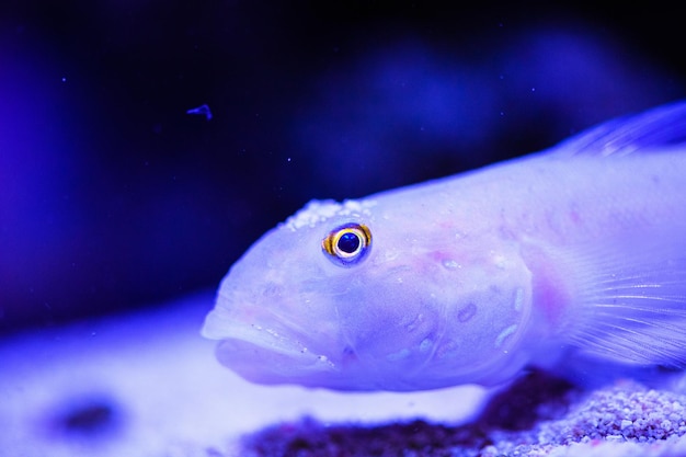 Maravilhoso e belo mundo subaquático com corais e peixes tropicais