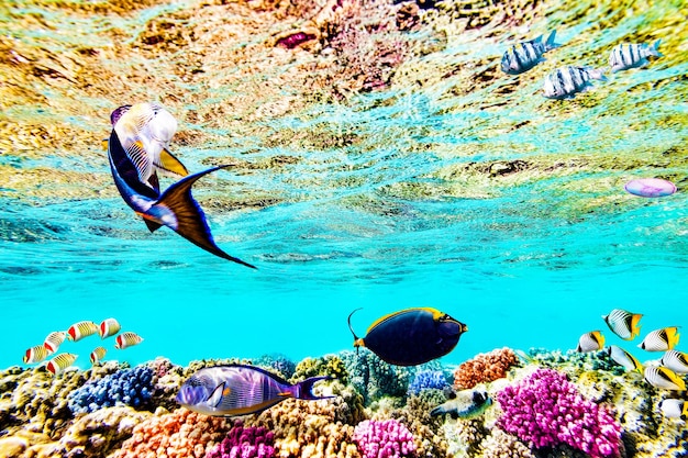 Maravilhoso e belo mundo subaquático com corais e peixes tropicais