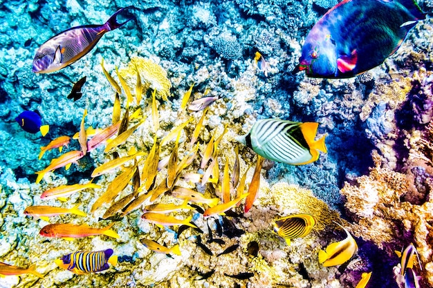 Maravilhoso e belo mundo subaquático com corais e peixes tropicais
