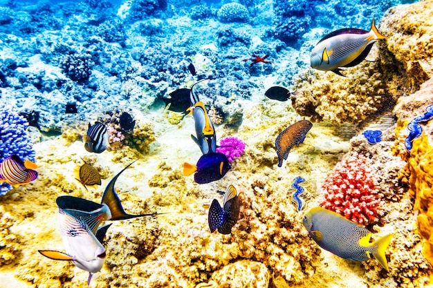 Maravilhoso e belo mundo subaquático com corais e peixes tropicais