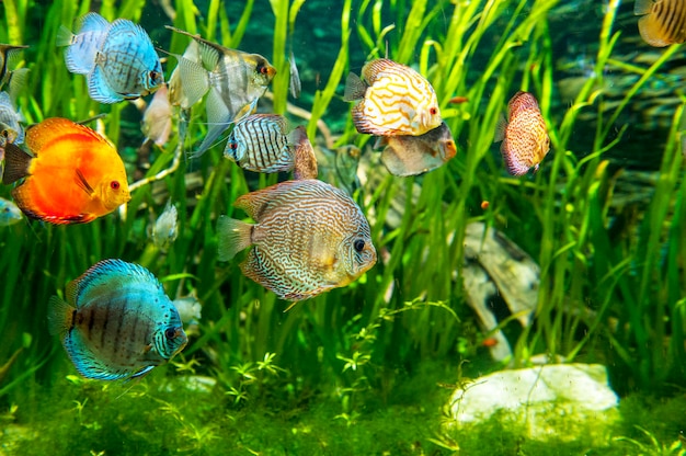 Maravilhoso e belo mundo subaquático com peixes tropicais.