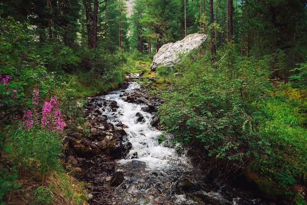 Maravilhoso fluxo de água rápida no riacho da montanha selvagem. Paisagem incrível da floresta verde cênica.