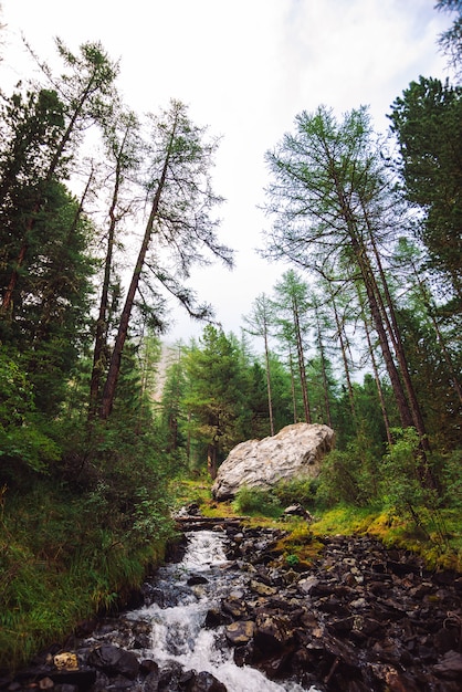 Maravilhoso fluxo de água rápida no riacho de montanha selvagem. paisagem de floresta verde cênica incrível. vegetação rica e pedra grande perto do riacho. cenário atmosférico das terras altas. natureza de belas montanhas.