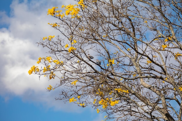 Maravilhoso ipê amarelo contra o céu azul a árvore de trombeta dourada Handroanthus albus