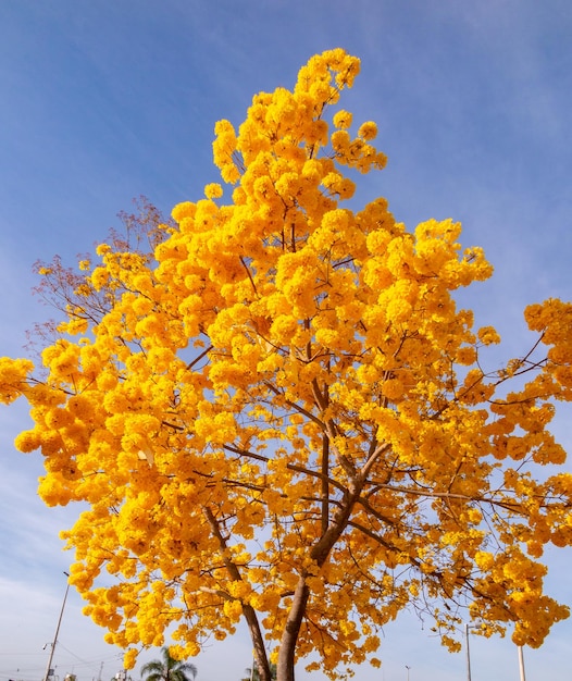 Maravilhoso ipê amarelo contra o céu azul a árvore de trombeta dourada Handroanthus albus