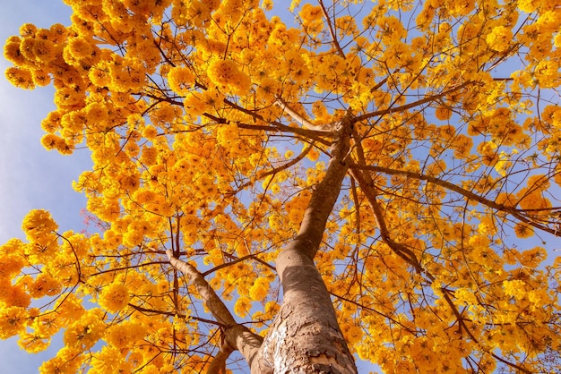 Maravilhoso ipê amarelo contra o céu azul a árvore de trombeta dourada Handroanthus albus