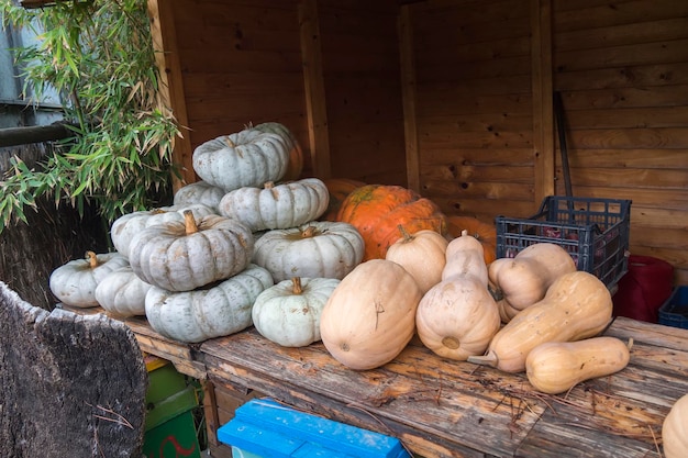 Maravilla de calabaza blanca y naranja y butternut