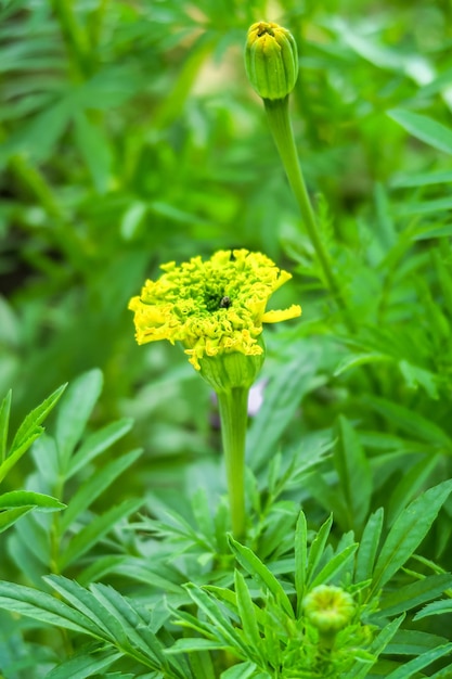 las maravillas amarillas crecen en una granja de flores. concepto de cultivo de flores