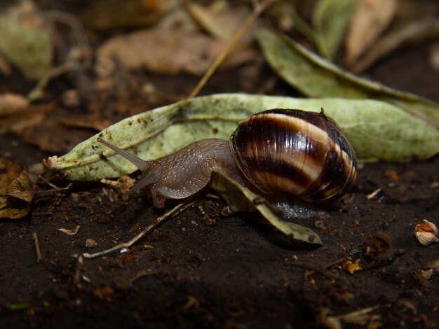 Foto maravillas en miniatura capturando lindos caracoles de cerca