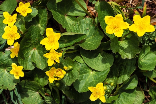 Una maravillosa flor amarilla es un charco que crece en un terreno pantanoso