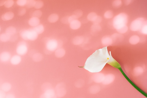 Foto maravillosa flor blanca fresca