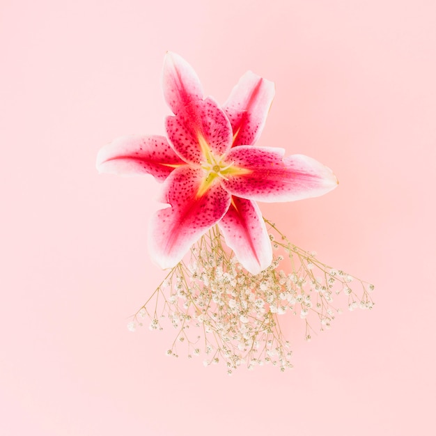 Foto maravillosa flor de lirio en rosa