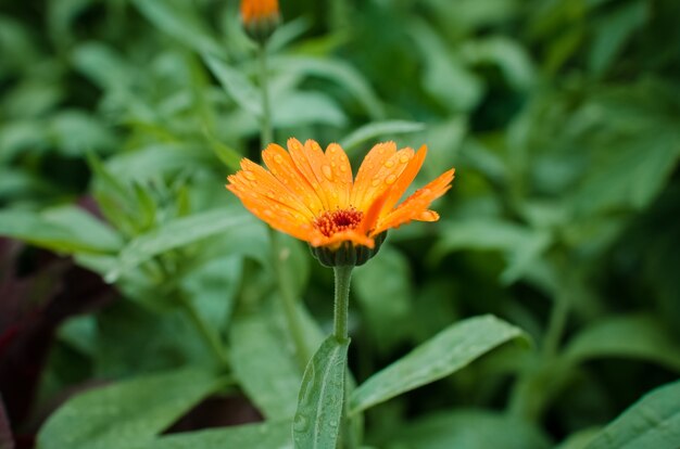 Maravillosa flor de naranja al aire libre después de la lluvia, primer plano