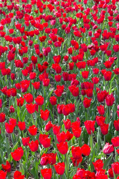 Maravillosa flor de tulipán en el jardín de tulipanes durante el verano